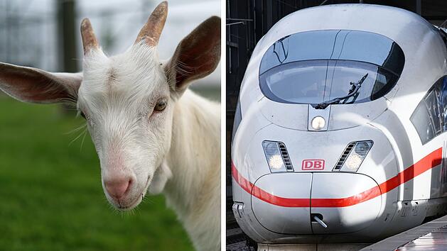 Zwischen Erfurt und Bamberg ist ein ICE mit einer Ziege kollidiert. Das Tier überlebte nicht.