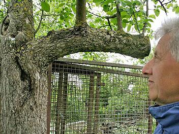 Rudi Hager schaut das Flugloch eines natürlich entstandenen Starenkastens in einem Astloch an. Kot ist ein Indiz dafür,  dass hier gebrütet wird.