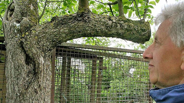 Rudi Hager schaut das Flugloch eines natürlich entstandenen Starenkastens in einem Astloch an. Kot ist ein Indiz dafür,  dass hier gebrütet wird.