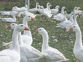 Trotz Kirchweih und Martin &ndash; G&auml;nse zeigen sich unaufgeregt