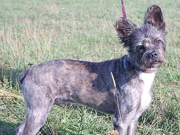 Charakterkopf mit extravagantem Aussehen: Pepe Foto: Tierheim Kronach