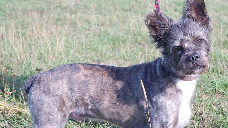 Charakterkopf mit extravagantem Aussehen: Pepe Foto: Tierheim Kronach