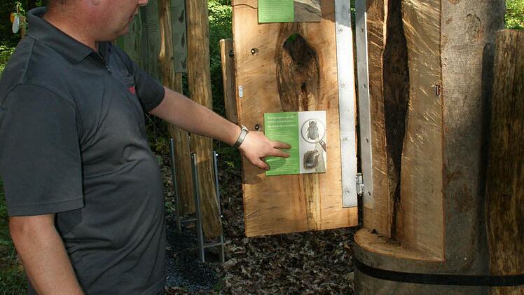 Ein besonderer Clou am Naturlehrpfad ist der aufklappbare Baumstamm mit Spechthöhle.