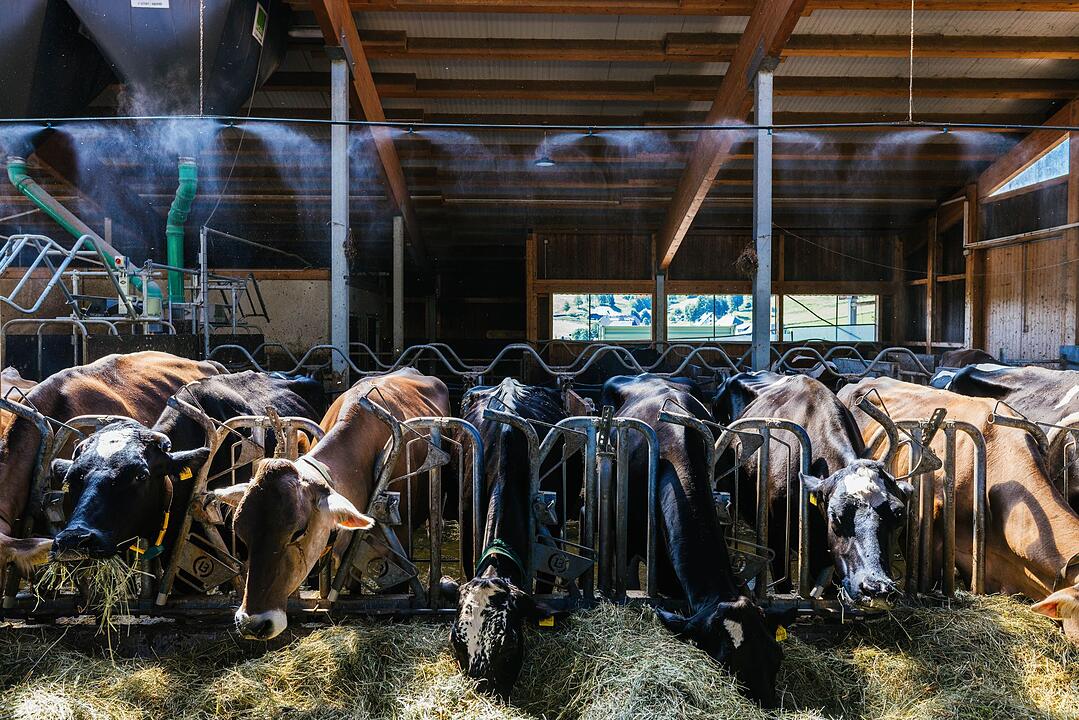 Abk&uuml;hlung f&uuml;r K&uuml;he im Stall