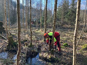 Naturschutzmaßnahme im Landkreis: Seltene Pflanzenarten gefördert