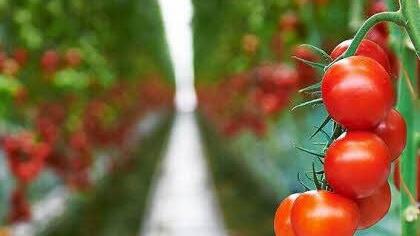 Die Strauchtomate Eisemann soll künftig in Wonsees wachsen. Foto: privat