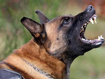 Ein Schäferhundmischling hat ein Ehepaar beim Spazieren in Wiesenttal angefallen. Symbolfoto: Thomas Frey/dpa