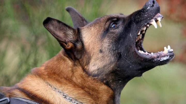 Ein Schäferhundmischling hat ein Ehepaar beim Spazieren in Wiesenttal angefallen. Symbolfoto: Thomas Frey/dpa