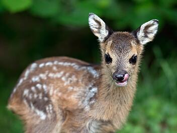 Die Rehkitze &uuml;berlebten den Unfall - m&uuml;ssen jetzt aber ohne Mutter gro&szlig; werden. Symbolbild, Foto: Patrick Seeger/dpa