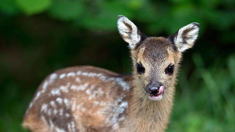 Die Rehkitze &uuml;berlebten den Unfall - m&uuml;ssen jetzt aber ohne Mutter gro&szlig; werden. Symbolbild, Foto: Patrick Seeger/dpa