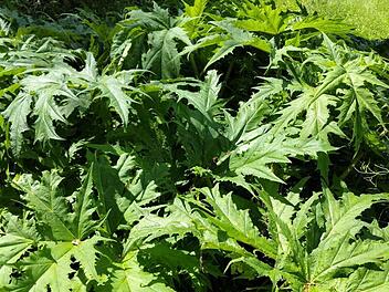 Landratsamt Lichtenfels warnt vor invasiver Pflanze: "Erhebliche Gefahr"