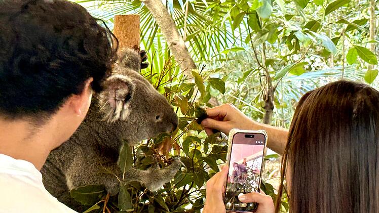 Koala-Schutzzentrum in Brisbane