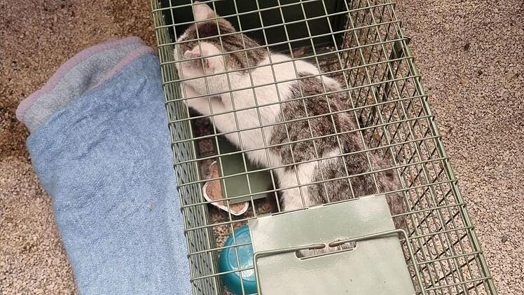 Tierheim Nürnberg mit Hilferuf: "26!! Katzen und kein Ende in Sicht"