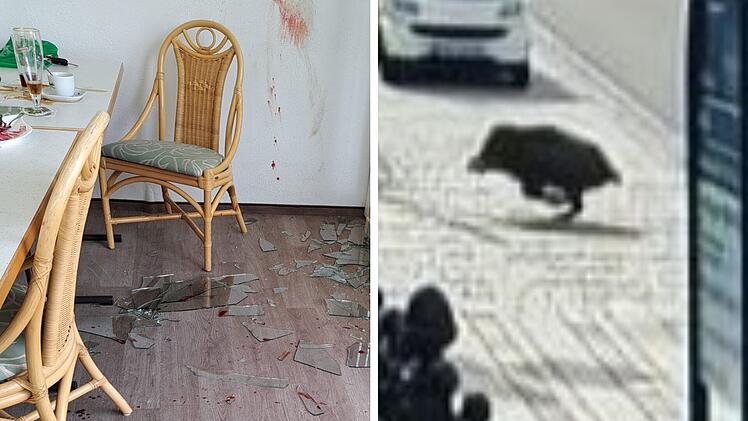Wildschwein stürmt Lokal in Mitwitz - verwirrtes Tier "saß neben dem Gast"