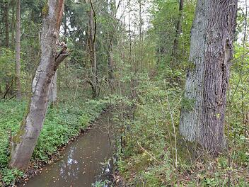 45 Hektar  Wald sollen  auf dem Gelände der  "Muna" gerodet werden, Der knapp außerhalb gelegene Bereich um den Sendelbach (Bild)  soll dann  zu einem Naherholungsgebiet  umgewandelt werden, verspricht die Stadt.  Ronald Rinklef