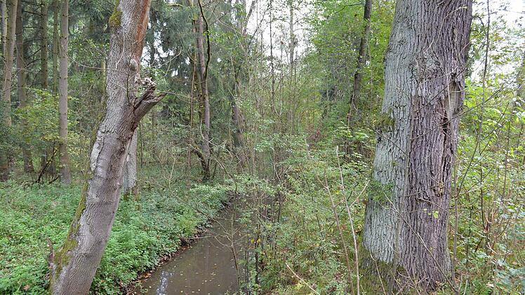 45 Hektar  Wald sollen  auf dem Gelände der  "Muna" gerodet werden, Der knapp außerhalb gelegene Bereich um den Sendelbach (Bild)  soll dann  zu einem Naherholungsgebiet  umgewandelt werden, verspricht die Stadt.  Ronald Rinklef