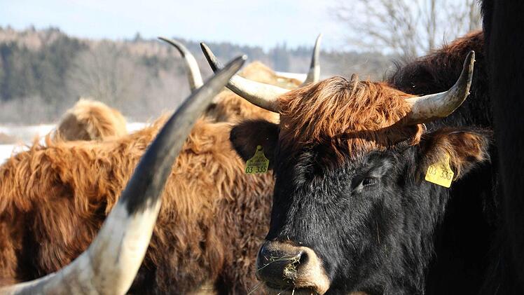 Auerochsen in der Hochrhön Foto: Carmen Schmitt