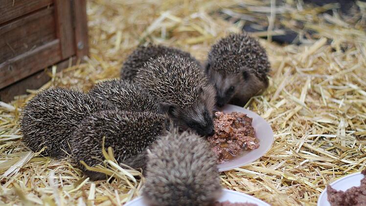 Nur an der Gr&ouml;&szlig;e der Igel l&auml;sst sich ihr ungef&auml;hres Alter absch&auml;tzen. Foto: Teresa Hirschberg
