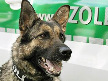 Diese Polizeihündin trägt einen außergewöhnlichen Namen für einen ausgewachsenen Schäferhund: Fee. Foto: Martin Kreklau