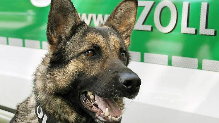 Diese Polizeihündin trägt einen außergewöhnlichen Namen für einen ausgewachsenen Schäferhund: Fee. Foto: Martin Kreklau