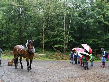 Mühelos zieht Gustl für die Ferienprogrmam-Kinder Baumstämme über den Waldweg. Josef Greubel führt ihn. Der Wallach ist selbst 800 Kilogramm schwer und kann bis zu zwei Tonnen bewegen.  Foto: Sabine Weinbeer