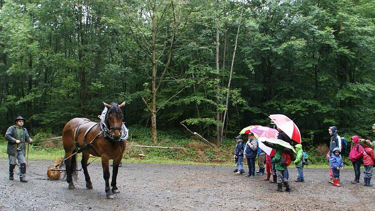 Mühelos zieht Gustl für die Ferienprogrmam-Kinder Baumstämme über den Waldweg. Josef Greubel führt ihn. Der Wallach ist selbst 800 Kilogramm schwer und kann bis zu zwei Tonnen bewegen.  Foto: Sabine Weinbeer