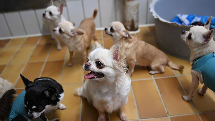 Chihuahua