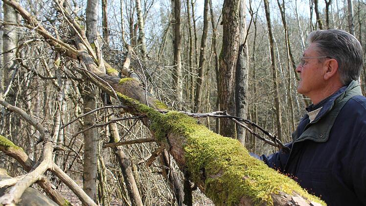Erwin Müller begutachtet Totholz, das seit Jahrzehnten nicht aus dem Wald geräumt wird. Fotos: Benedikt Borst