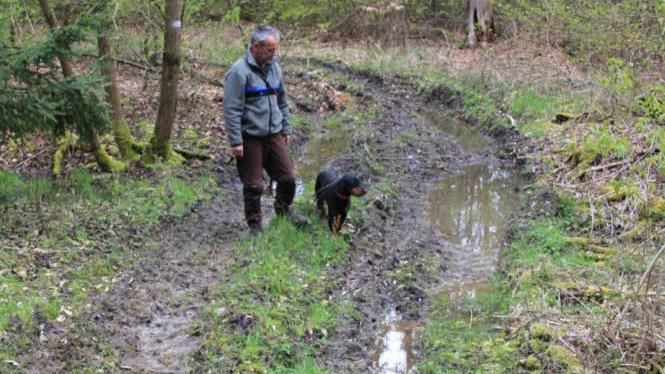 Tiefe Spuren haben hier in der Abteilung "Urweidensee" im Stadtwald bei Jesserndorf Holzrückfahrzeuge hinterlassen. Manchmal ist das nicht zu vermeiden, sagte Förster Wolfgang Gnannt, der hier mit seinem Hund "Haifa" eine solche Stelle zeigt. Die Spuren werden zur gegebenen Zeit beseitigt.  Foto: Helmut Will