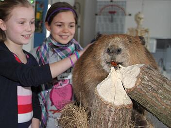 Kein ausgestopfter, sondern echte Biber sollen ab kommenden Jahr im neuen Gehege des Wildparks Klaushof erlebbar sein. Auf dem Bild streicheln Annika und Lena ein ausgestopftes Tier.  Foto: Dagmar Besand/Archiv