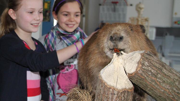Kein ausgestopfter, sondern echte Biber sollen ab kommenden Jahr im neuen Gehege des Wildparks Klaushof erlebbar sein. Auf dem Bild streicheln Annika und Lena ein ausgestopftes Tier.  Foto: Dagmar Besand/Archiv