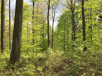 In diesem Waldstück bei Fierst mit alten Eichen und Buchen sowie großer Artenvielfalt könnte nach Überzeugung der Bürgerinitiative ein  würde- und pietätvoller Ruhewald entstehen, der von Ebern aus sowohl zu Fuß wie auch mit dem Auto leicht erreichbar wäre.Rotenhansche Forstverwaltung
