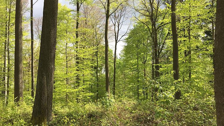 In diesem Waldstück bei Fierst mit alten Eichen und Buchen sowie großer Artenvielfalt könnte nach Überzeugung der Bürgerinitiative ein  würde- und pietätvoller Ruhewald entstehen, der von Ebern aus sowohl zu Fuß wie auch mit dem Auto leicht erreichbar wäre.Rotenhansche Forstverwaltung