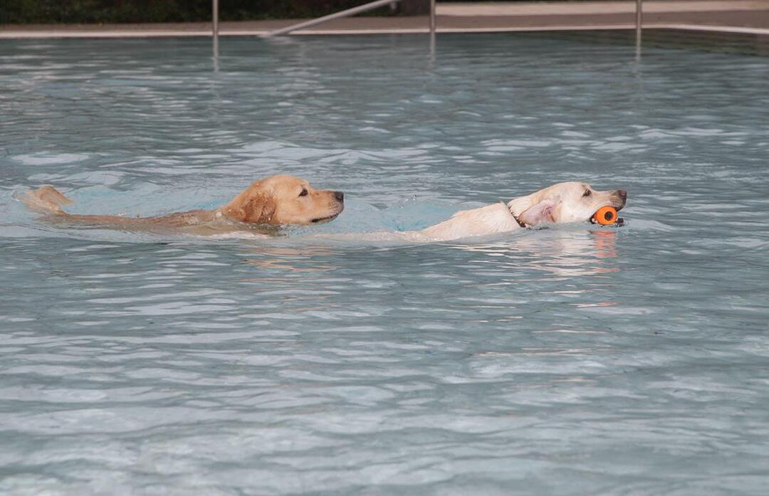 Hundeschwimmen im Kitzinger Freibad