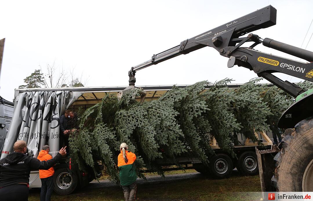 Christbaum für die Queen: Jetzt kann die Reise beginnen
