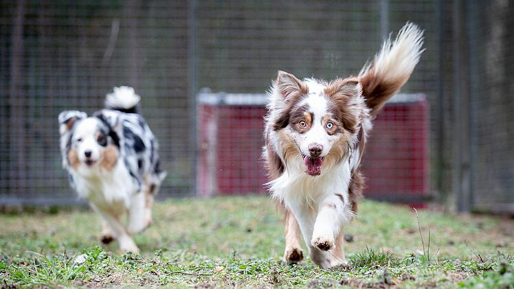 "Nanuk" (rechts) ist noch ein bisschen wild. Foto: Thomas Hahn