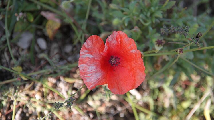 Der Mohn blüht noch.