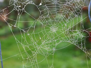 Spinnennetz am Wegesrand bei Äpfelbach Foto: Josef Hofbauer