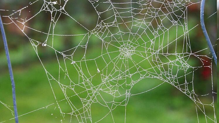 Spinnennetz am Wegesrand bei Äpfelbach Foto: Josef Hofbauer