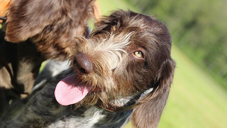 Welch ein Hundeblick!  Foto: Diana Fuchs