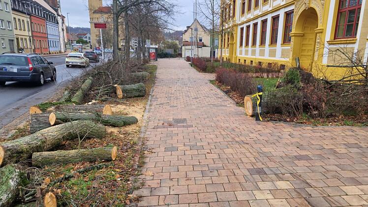 Bamberg: 20 Meter hoher Baum an Luitpoldschule knickt um - Memmelsdorfer Straße blockiert
