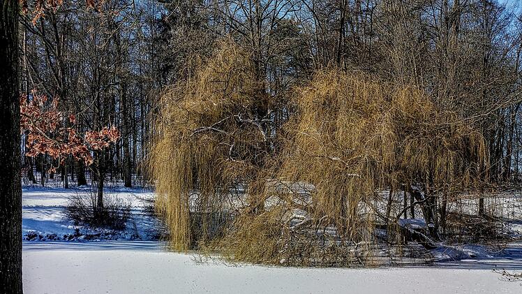 Winter-Impressionen im PArk von Schloss Rosenau: Blick zum SchwanenseeFoto: Jochen Berger