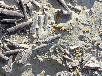 Die Belemniten (Kopff&uuml;&szlig;er aus dem Mesozoikum) im Bild stammen aus Peniche in Portugal. Sie lebten w&auml;hrend einer W&auml;rmekrise vor etwa 183 Millionen Jahren und sind nur halb so gro&szlig; wie ihre Artgenossen direkt vor und nach der Krise. Kenneth De Baets