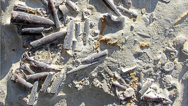 Die Belemniten (Kopff&uuml;&szlig;er aus dem Mesozoikum) im Bild stammen aus Peniche in Portugal. Sie lebten w&auml;hrend einer W&auml;rmekrise vor etwa 183 Millionen Jahren und sind nur halb so gro&szlig; wie ihre Artgenossen direkt vor und nach der Krise. Kenneth De Baets