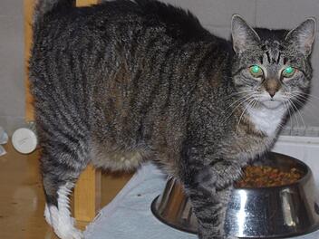 Ramira sucht ein Zuhause, damit sie ihre goldenen Jahre nicht im Tierheim verbringen muss.Tierheim