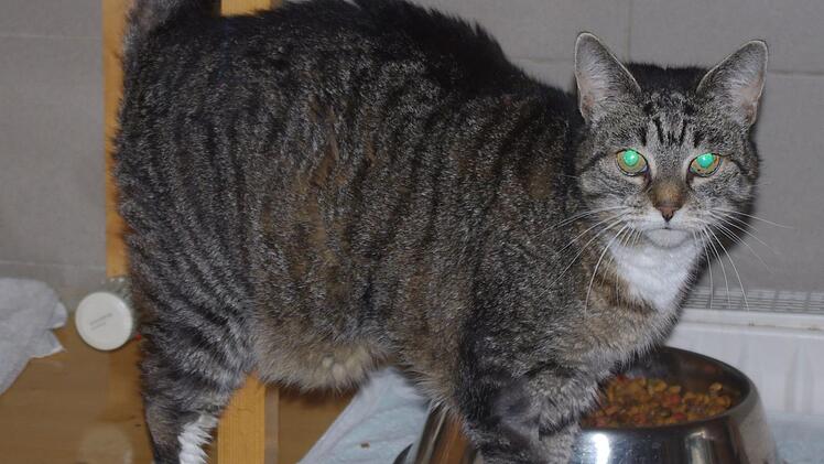 Ramira sucht ein Zuhause, damit sie ihre goldenen Jahre nicht im Tierheim verbringen muss.Tierheim