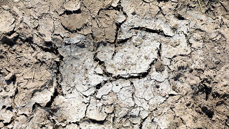 An heißen Tagen haben Gärtner und Pflanzen mit der Trockenheit zu kämpfen. Jedoch überleben manche Pflanzen die Trockenheit besser als andere. Foto: Peter Gercke/dpa-Zentralbild/dpa
