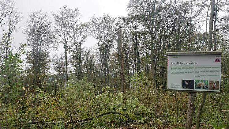 Auf hessischer Seite liegt eine "Kernfläche Naturschutz" - Kleinstlebewesen sollen die gefällten Baumstämme als Lebensgrundlage dienen