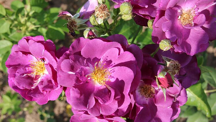 "Blau macht einfach den stärksten Kontrast in den Pastellfarben", sagt Holger Pfaff zum Beet mit den dunklen Rosen. Deshalb gefallen ihm die (bereits abgeblühte) "Blue for you" und die "Rhapsody in Blue" besonders gut. Erstere haben ein dunkles Herz und werde nach außen weiß, die Rhapsody in Blue ist dagegen ganz innen weiß. Foto: Ralf Ruppert