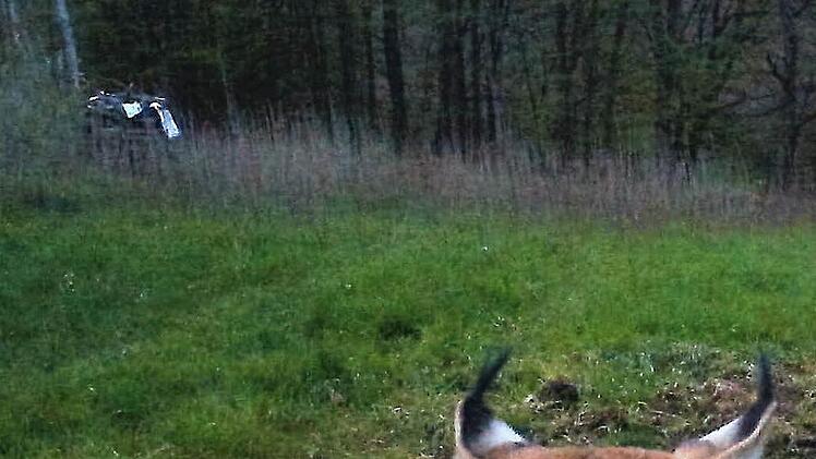 Der bisher schlimmste Riss eines Luchs geschah im April in Detter. Ein Luchs tötete insgesamt neun Stück Damwild, drei davon tragend. Auch in einem benachbarten Gehege schlug der Luchs zu und erlegte zwei Tiere. Experten zeigten sich erstaunt über das Verhalten. Schon 2015 wurden bei Schönderling drei Stück Damwild in einem Gehege getötet. Aufnahme einer Wildkamera in Detter  Foto: Familie Karg